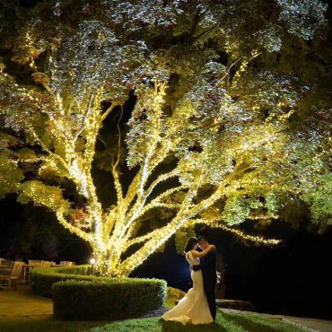 Lit up Tree